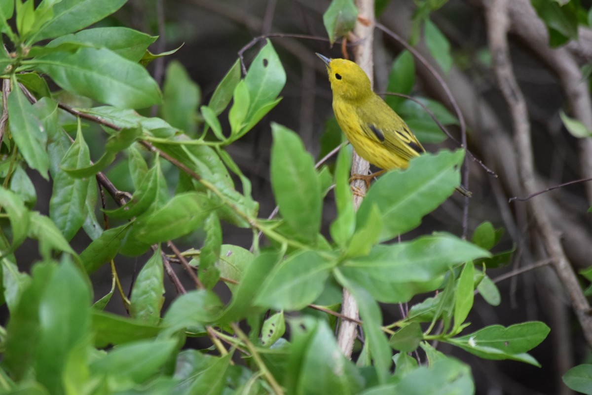 Yellow Warbler - ML310311431