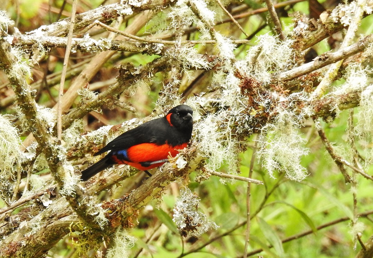 Scarlet-bellied Mountain Tanager - ML310311471