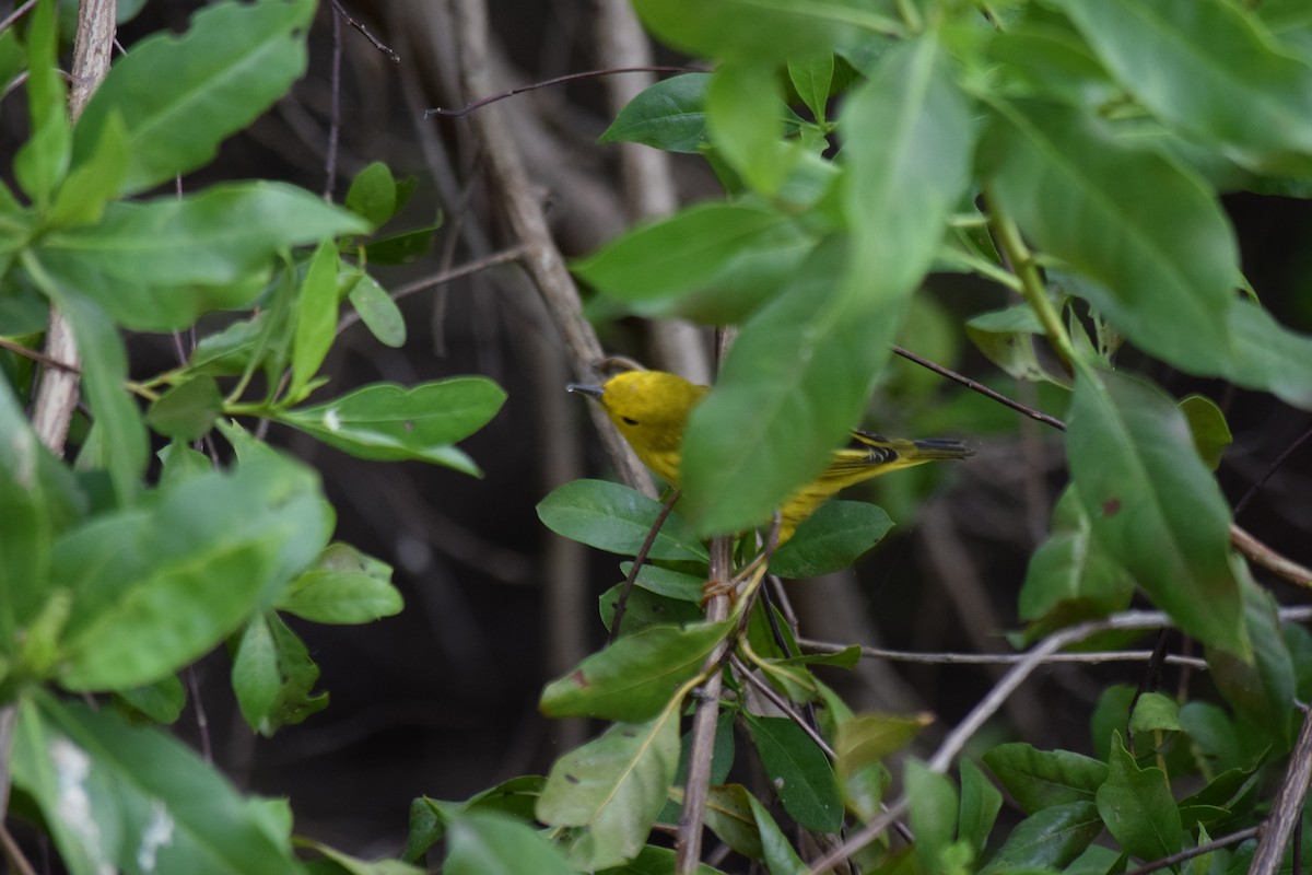 Yellow Warbler - ML310311501