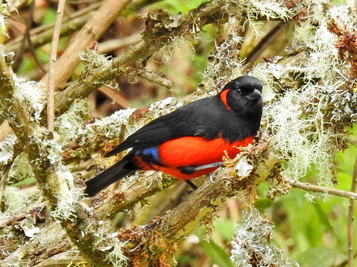 Scarlet-bellied Mountain Tanager - ML310312011