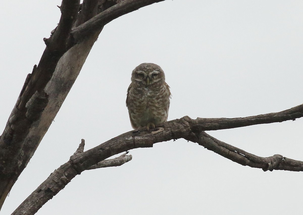 Spotted Owlet - ML31031251