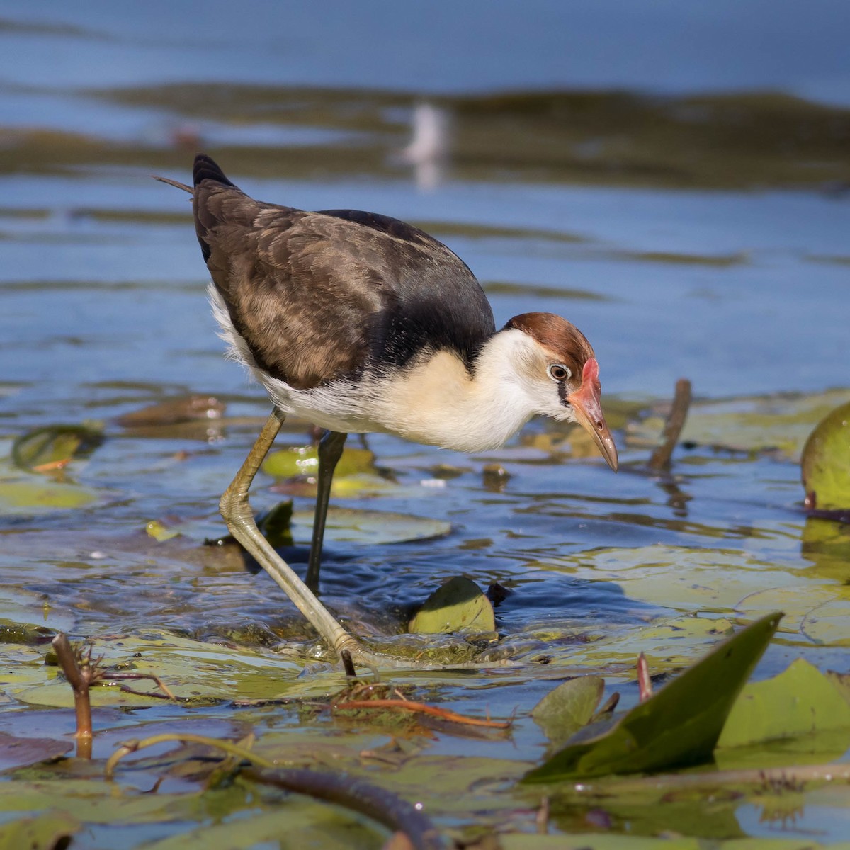 Comb-crested Jacana - Ged Tranter