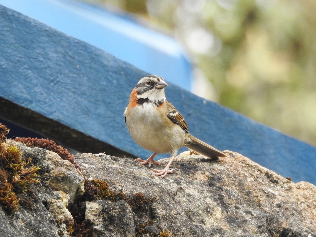 Rufous-collared Sparrow - ML310313561