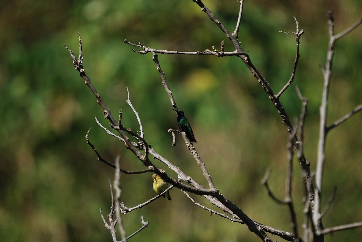 kolibřík tropický - ML310314951