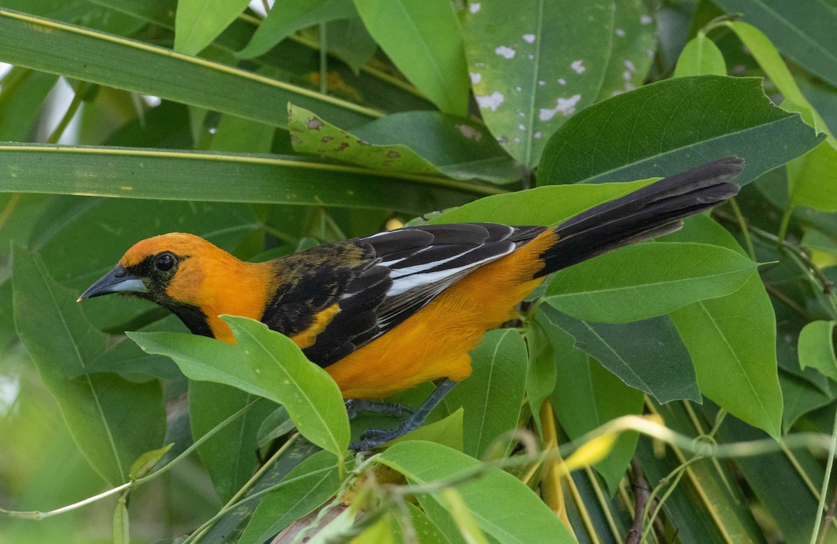 Spot-breasted Oriole - Robert Bochenek