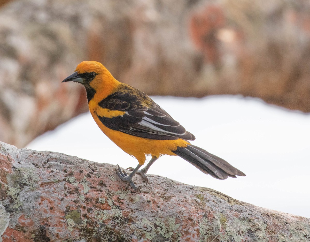 Spot-breasted Oriole - Robert Bochenek