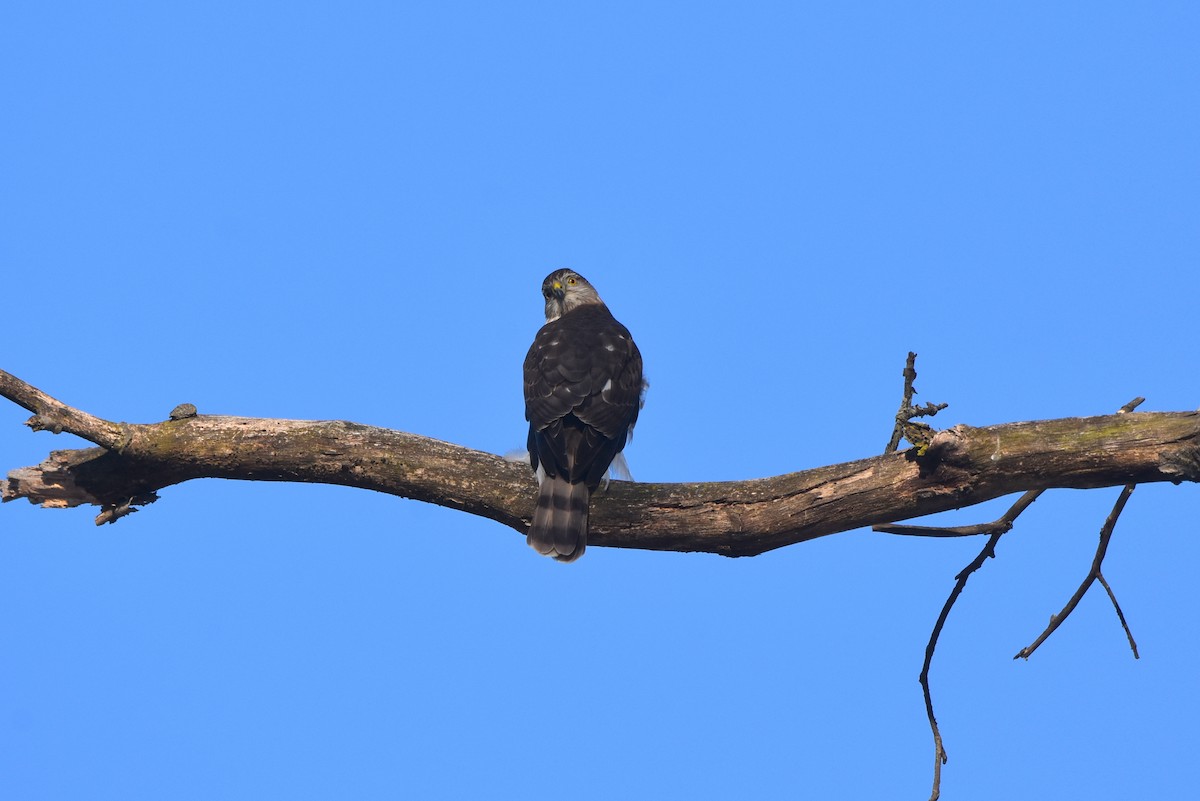 Sharp-shinned Hawk - ML310316211