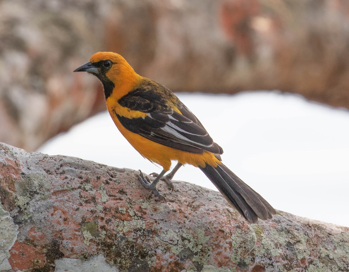 Spot-breasted Oriole - Robert Bochenek