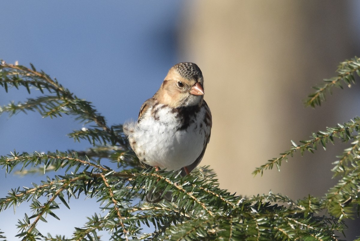 Harris's Sparrow - ML310316631