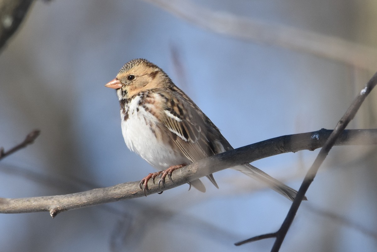 Harris's Sparrow - ML310316731