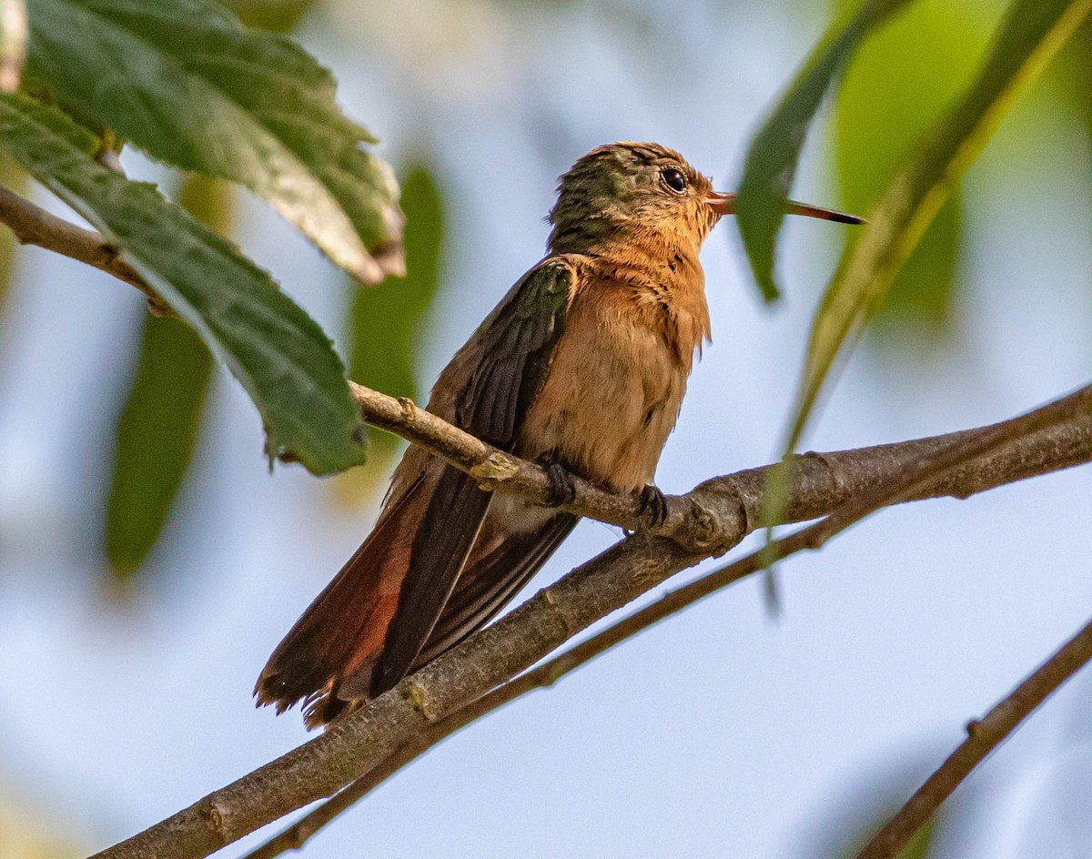 Cinnamon Hummingbird - ML310318251