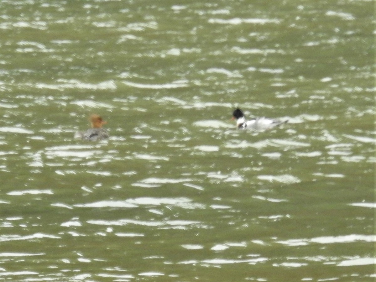 Сэвгэр бохио - ML310318821