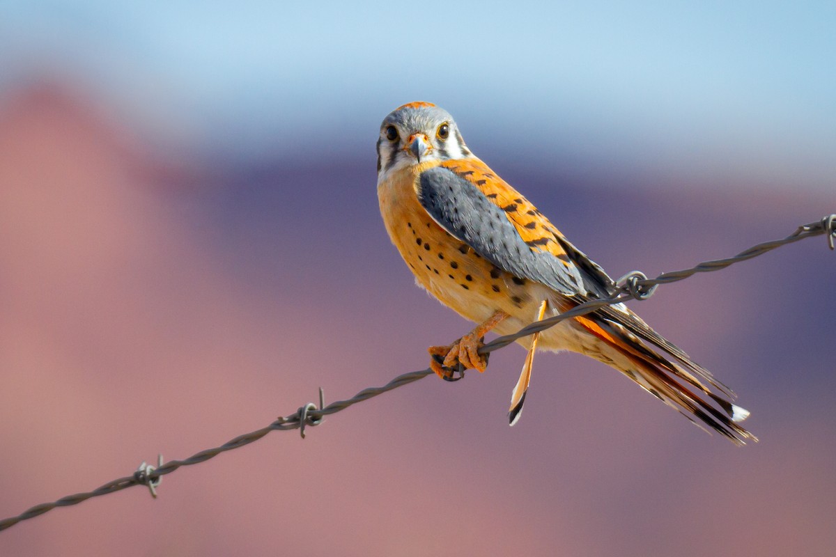 American Kestrel - Ryan Dandy