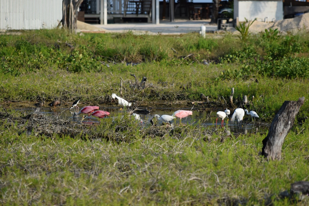 White Ibis - ML310320321