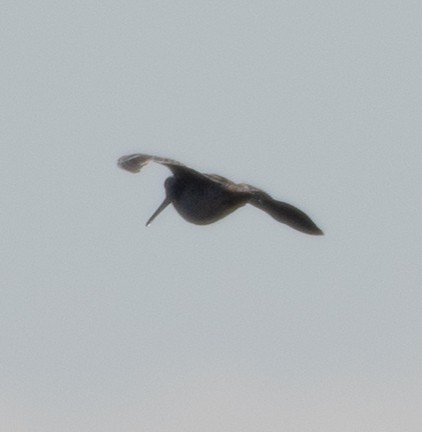 Wilson's Snipe - ML310321291