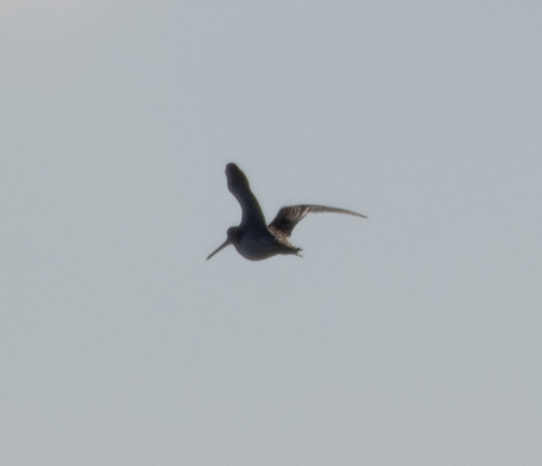 Wilson's Snipe - ML310321311