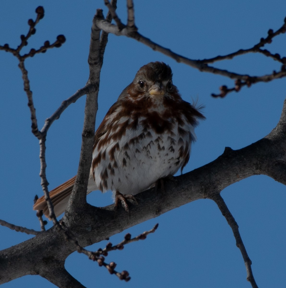 Fox Sparrow - ML310321441