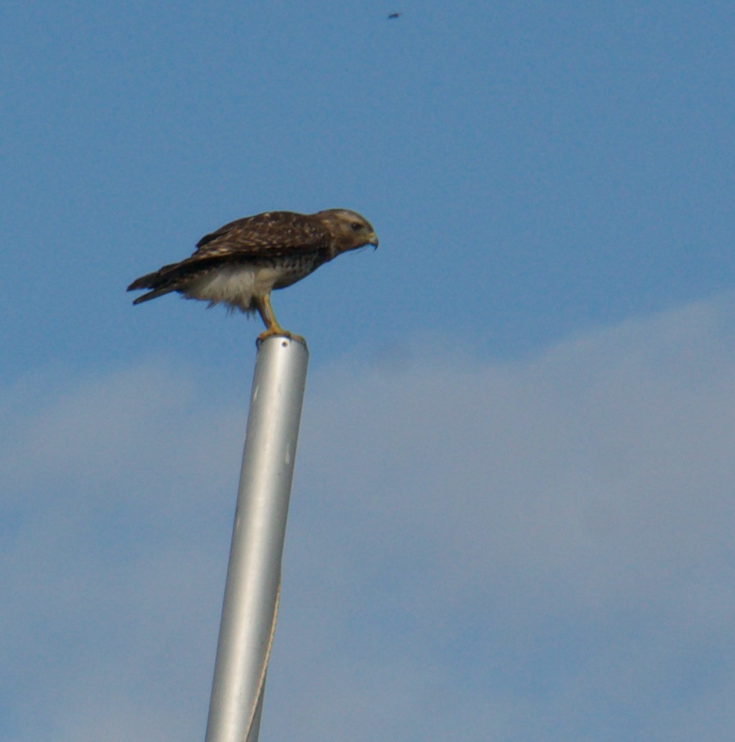 Red-shouldered Hawk - ML310321981