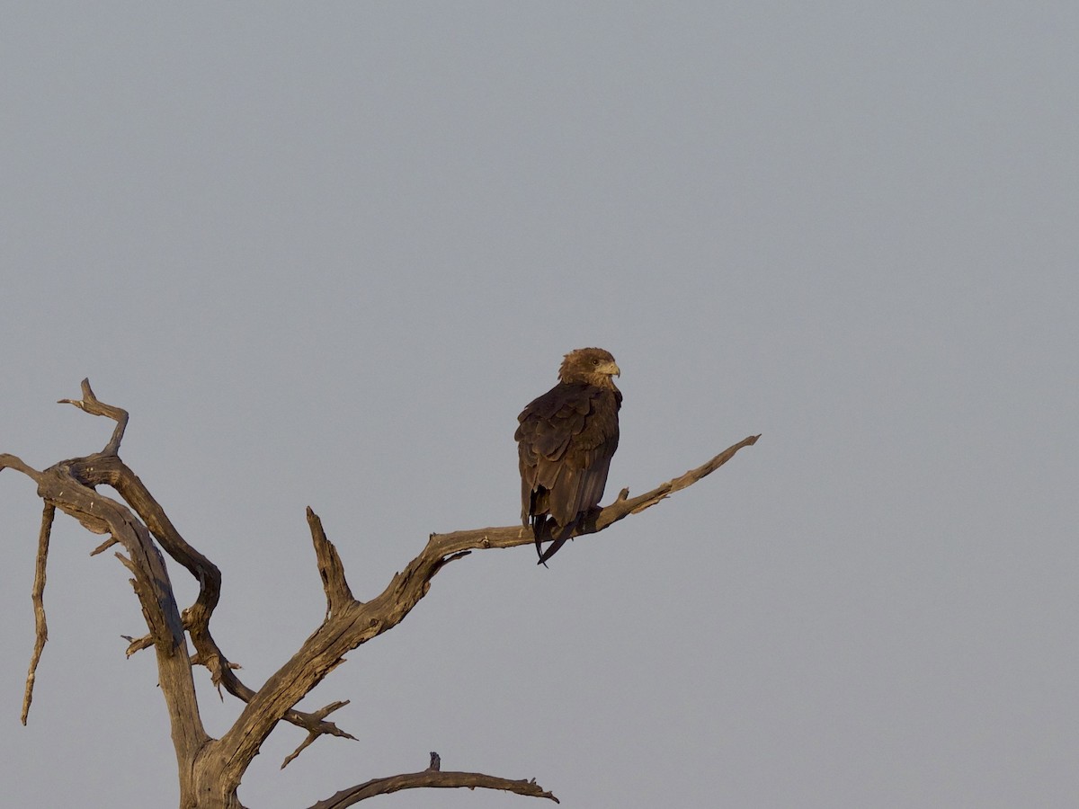 Águila Volatinera - ML310323871