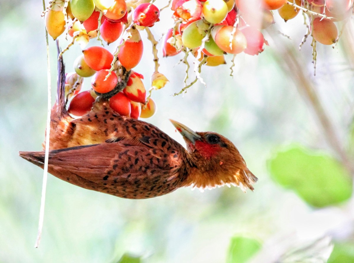 Chestnut-colored Woodpecker - Levi Braun