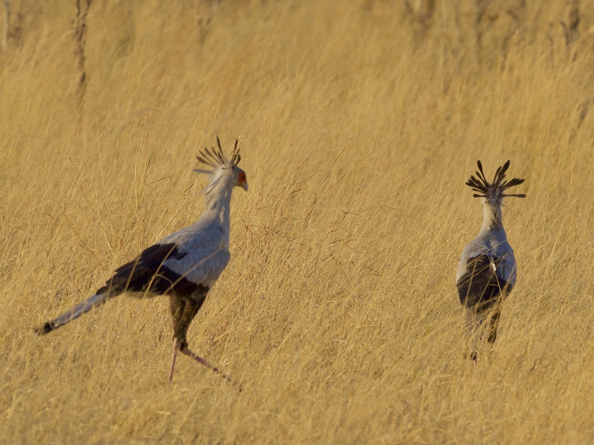 Secretarybird - ML310324131