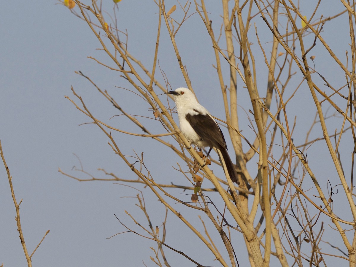 Southern Pied-Babbler - ML310324361