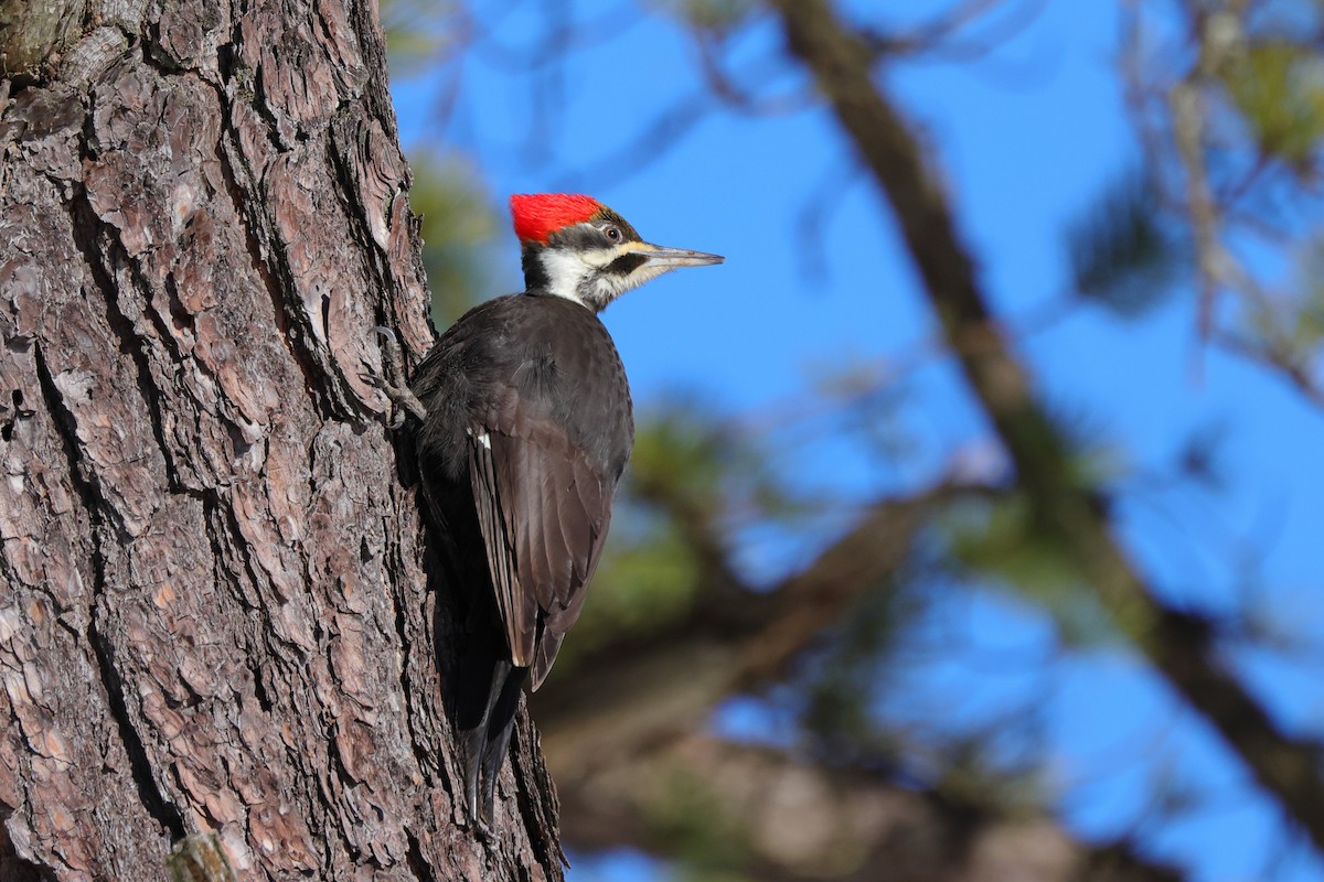 Pileated Woodpecker - ML310324591