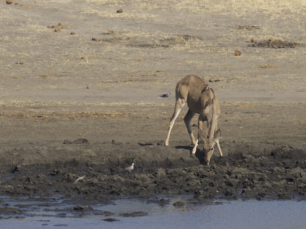 Red-billed Oxpecker - ML310324871