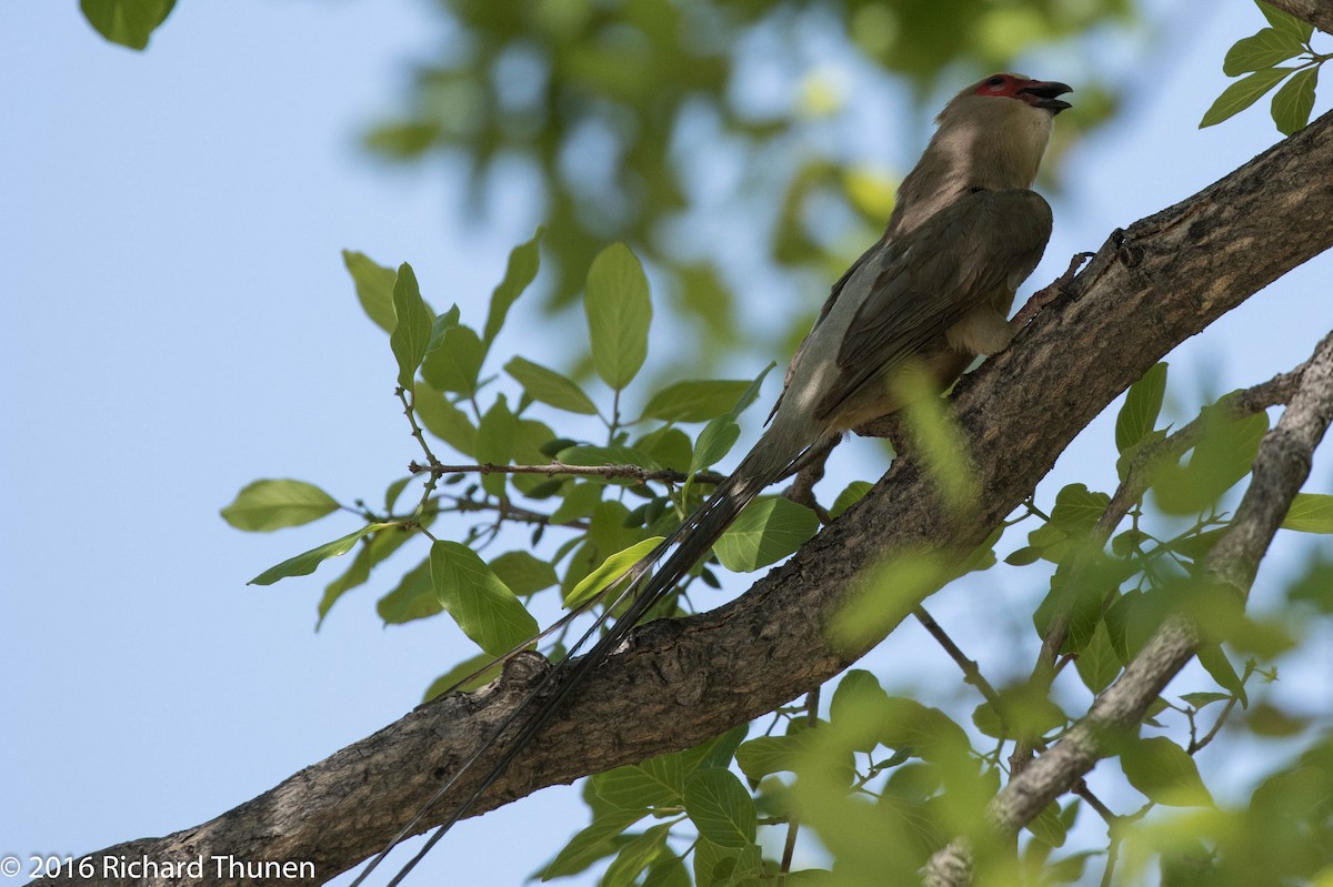 Rotzügel-Mausvogel - ML310325331