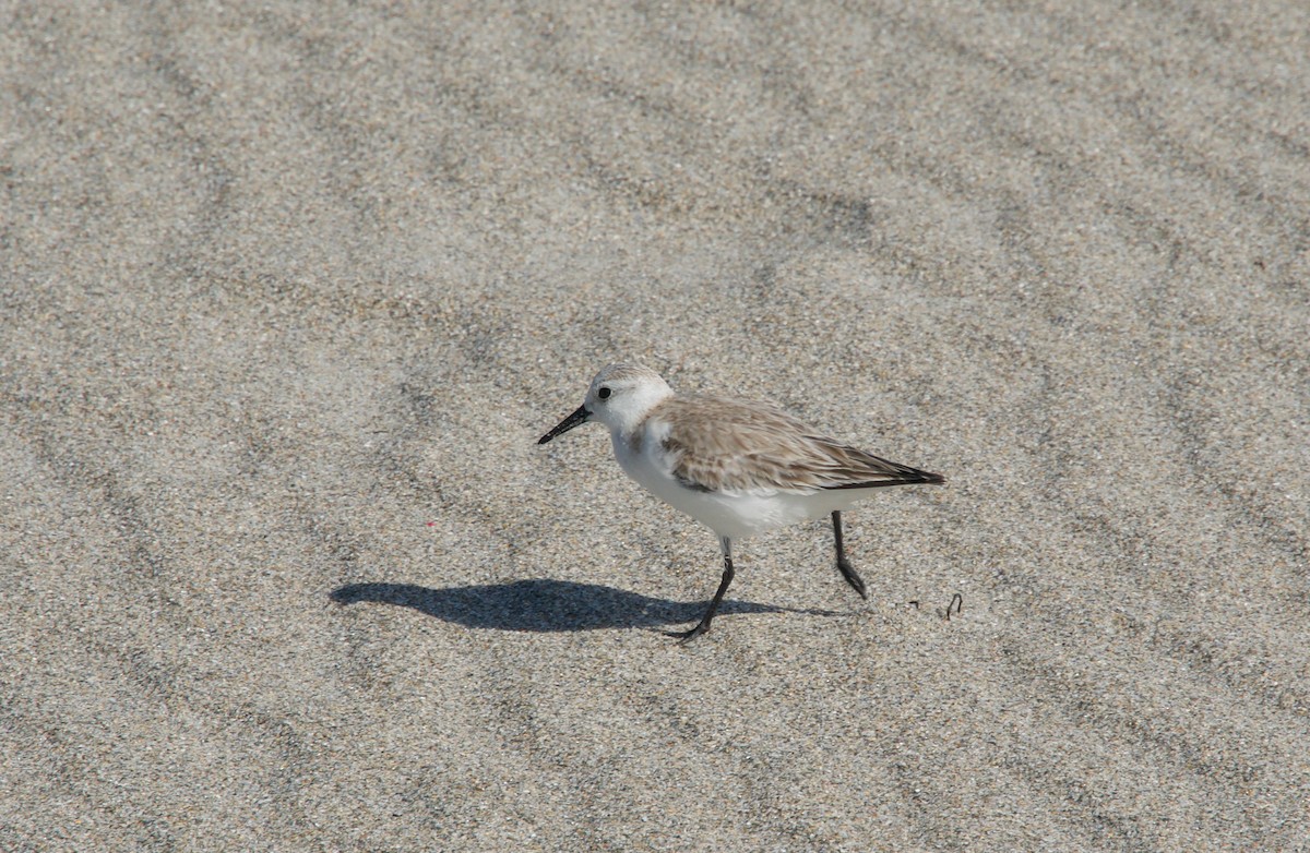 Sanderling - ML310325521