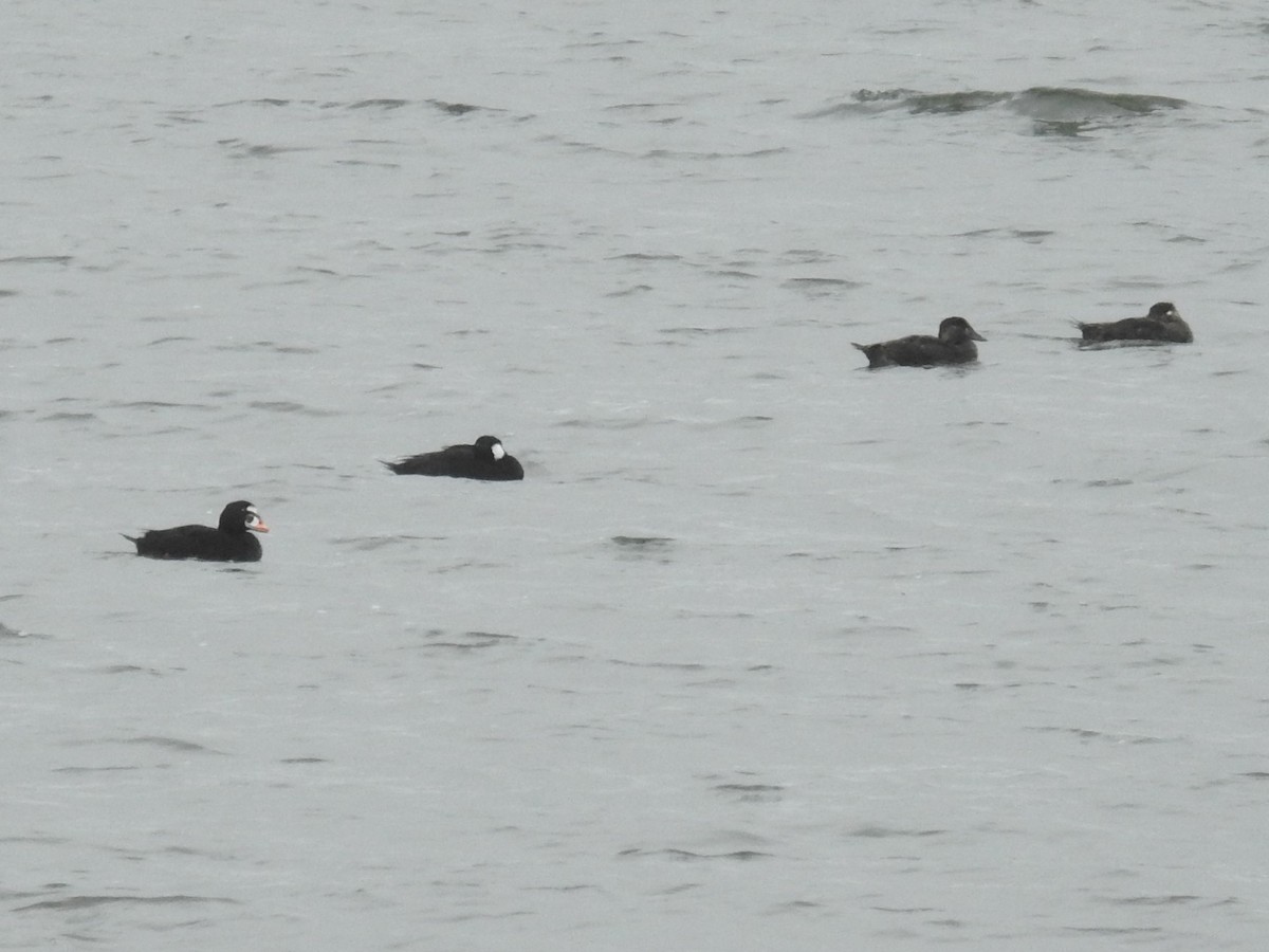 Surf Scoter - ML310325651