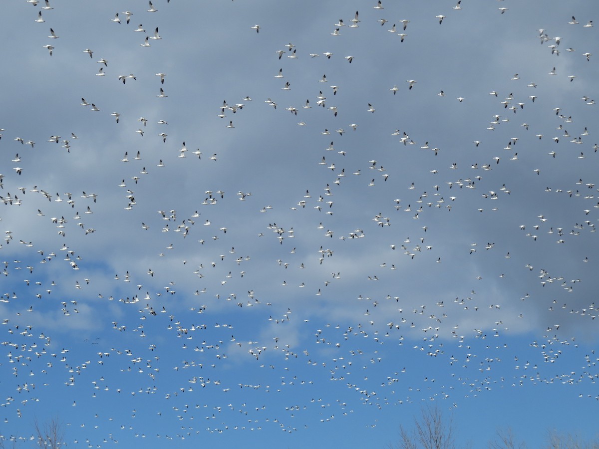 Snow Goose - Steven Guertin