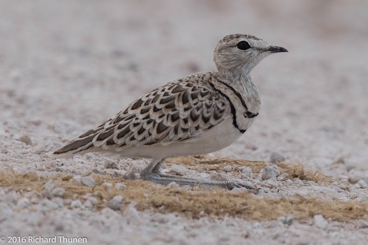 Double-banded Courser - ML310327581