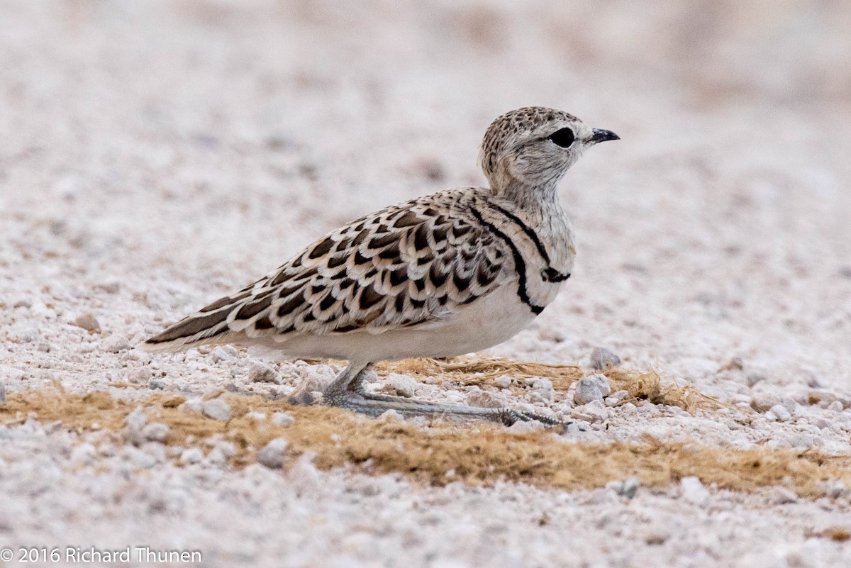 Double-banded Courser - ML310327591