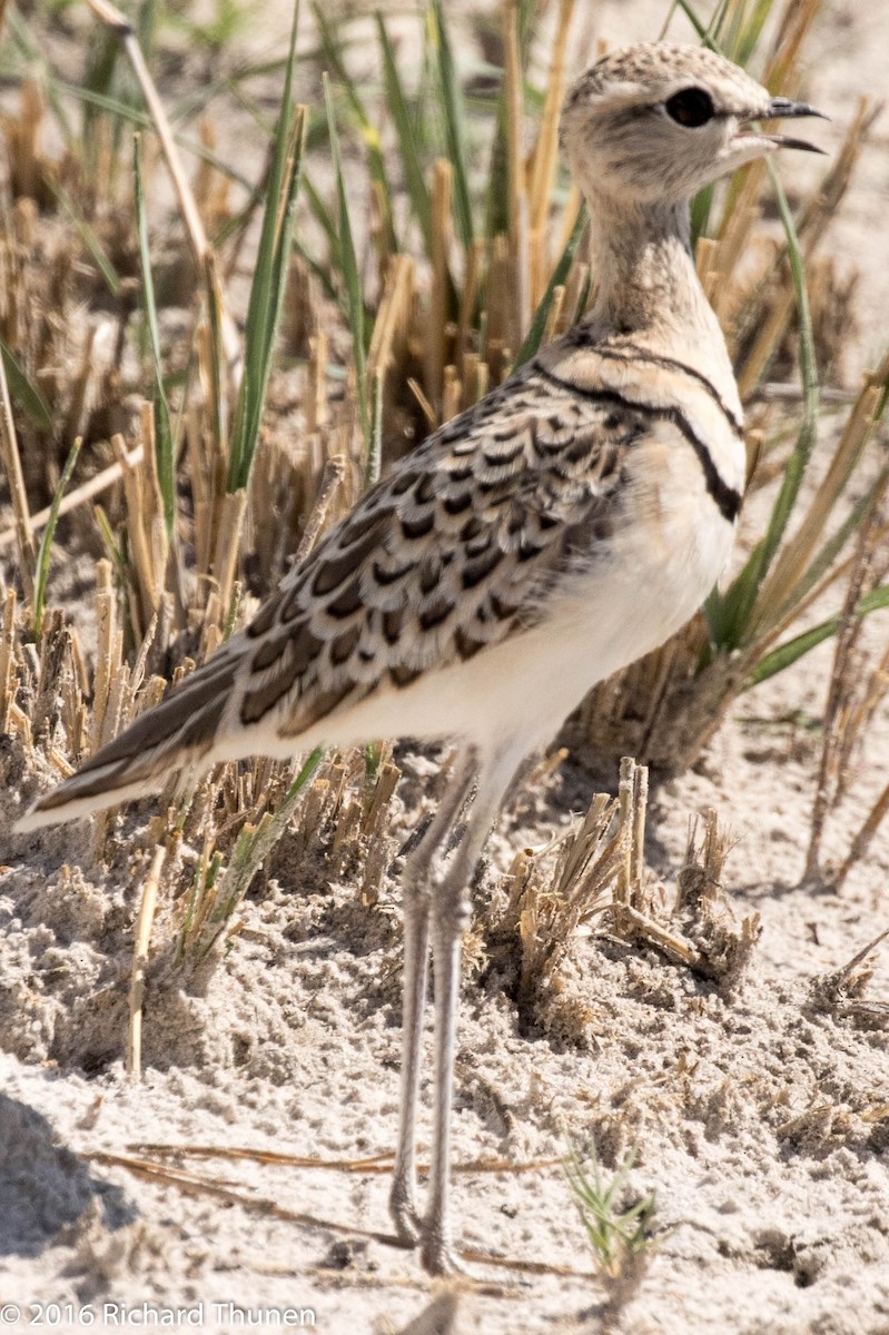 Double-banded Courser - ML310327631