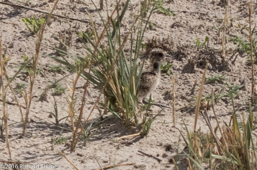 Double-banded Courser - ML310328421
