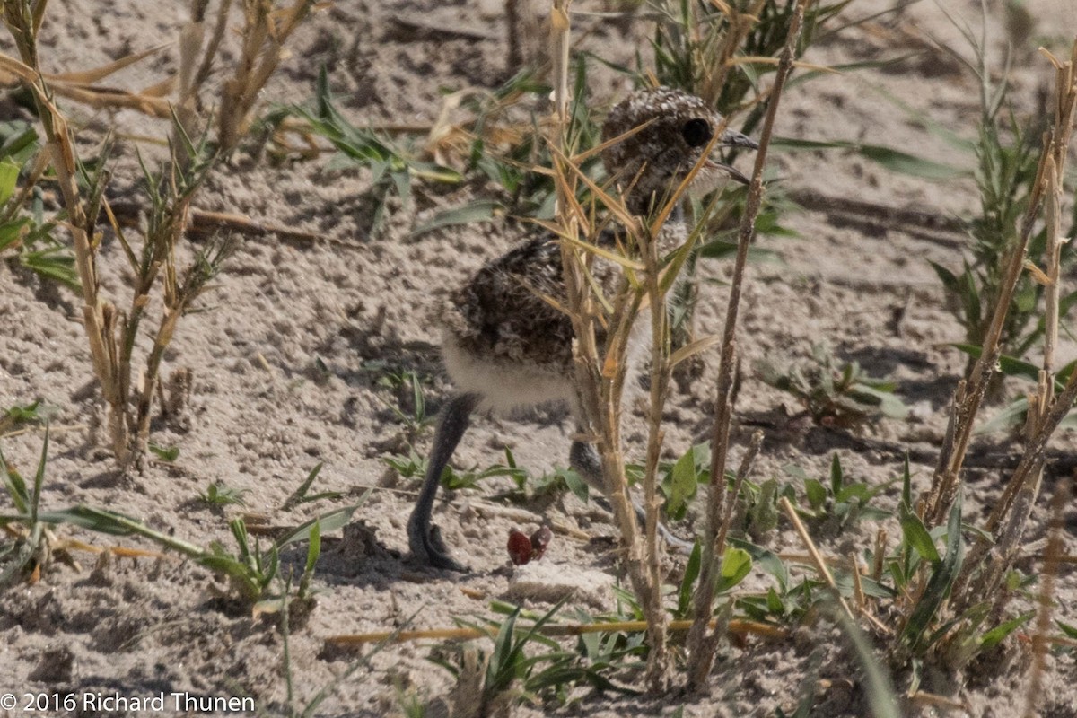 Double-banded Courser - ML310328471