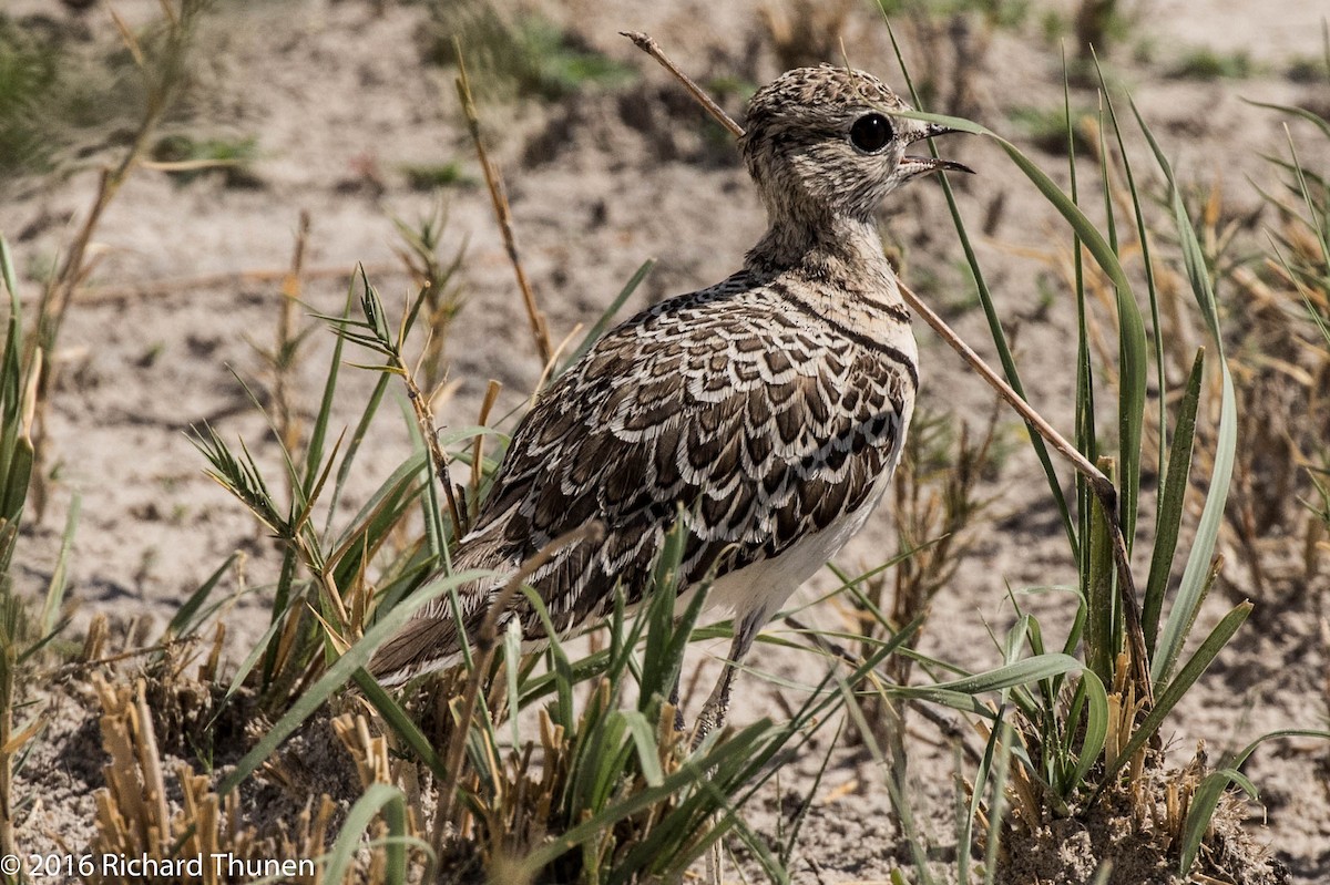 Double-banded Courser - ML310328501