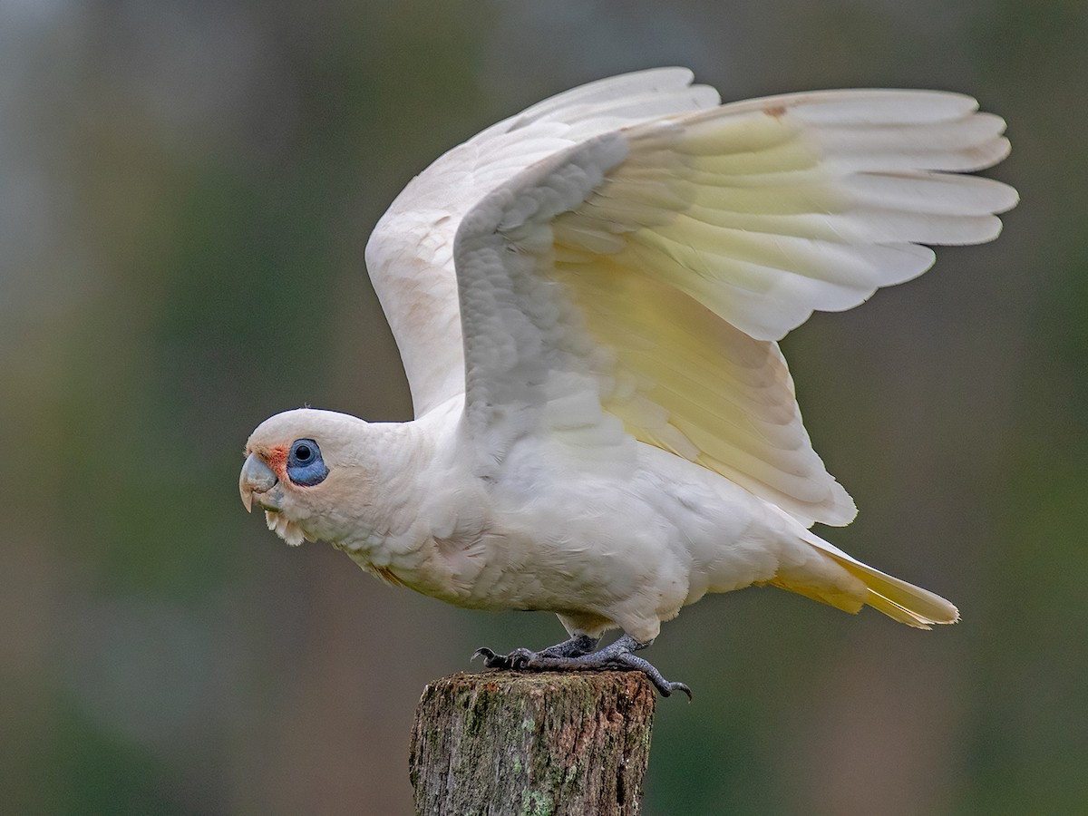 Little Corella - Cacatua sanguinea - Birds of the World