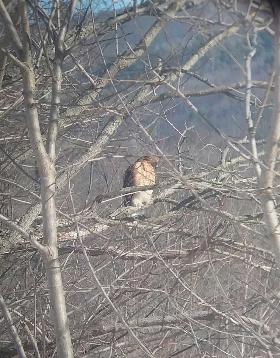 Red-shouldered Hawk - ML310333541