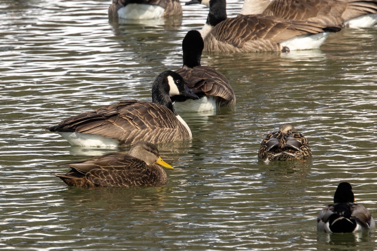 American Black Duck - ML310337231