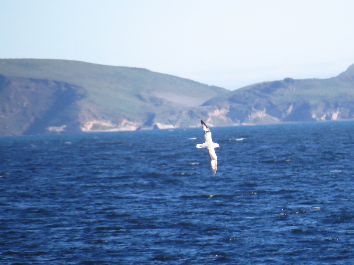 Fulmar argenté - ML31033811