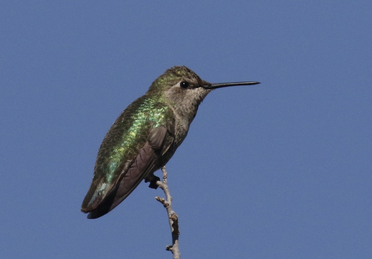 Anna's Hummingbird - ML310338381