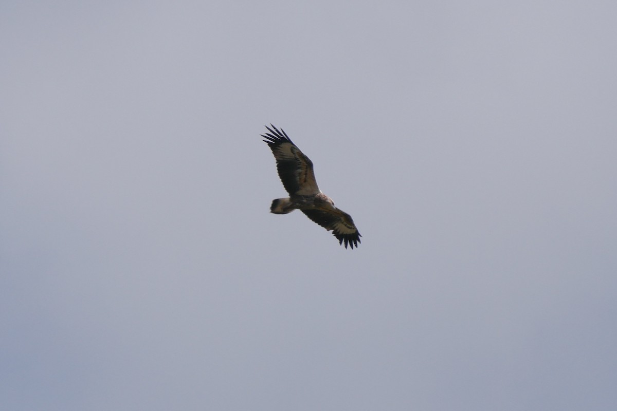 White-bellied Sea-Eagle - ML310338471