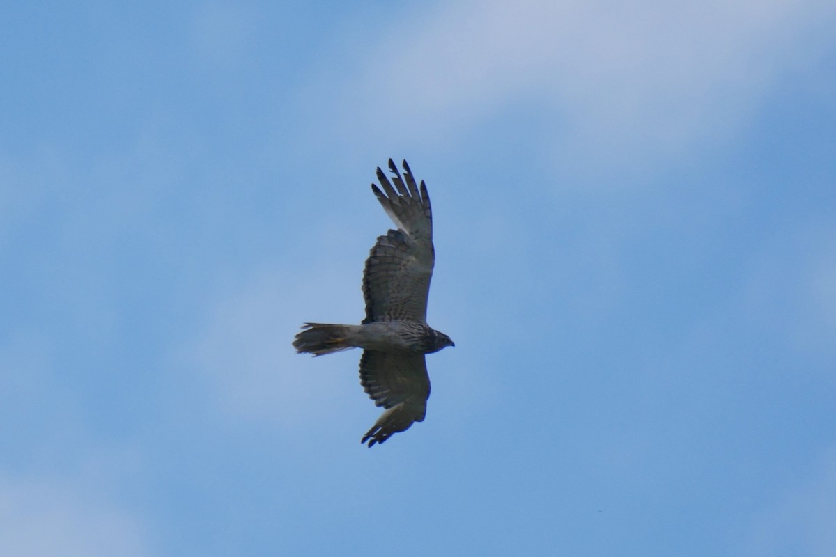 Swamp Harrier - ML310338631