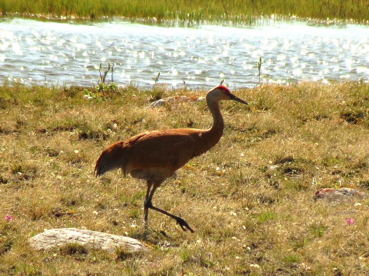 Sandhill Crane - Peter Blancher