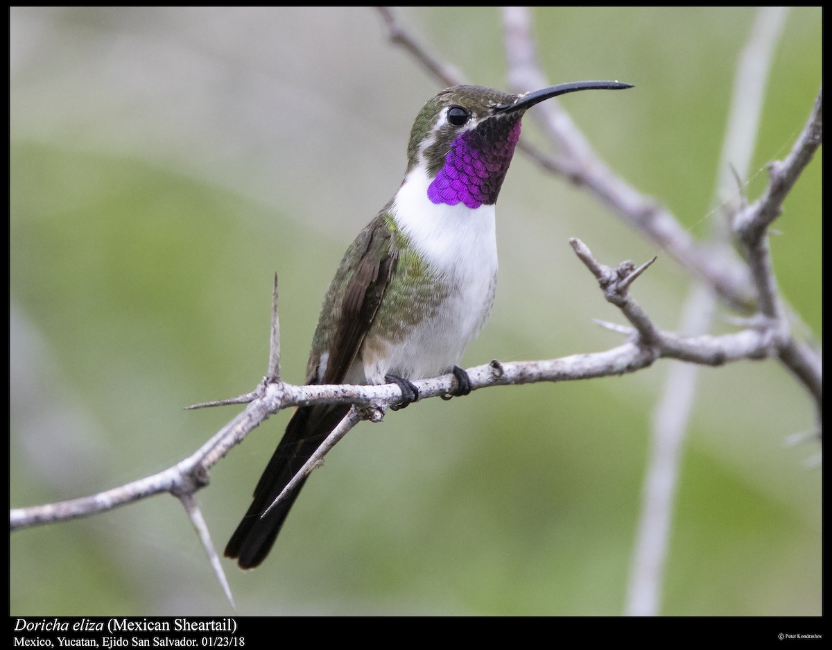 Mexican Sheartail - Peter Kondrashov