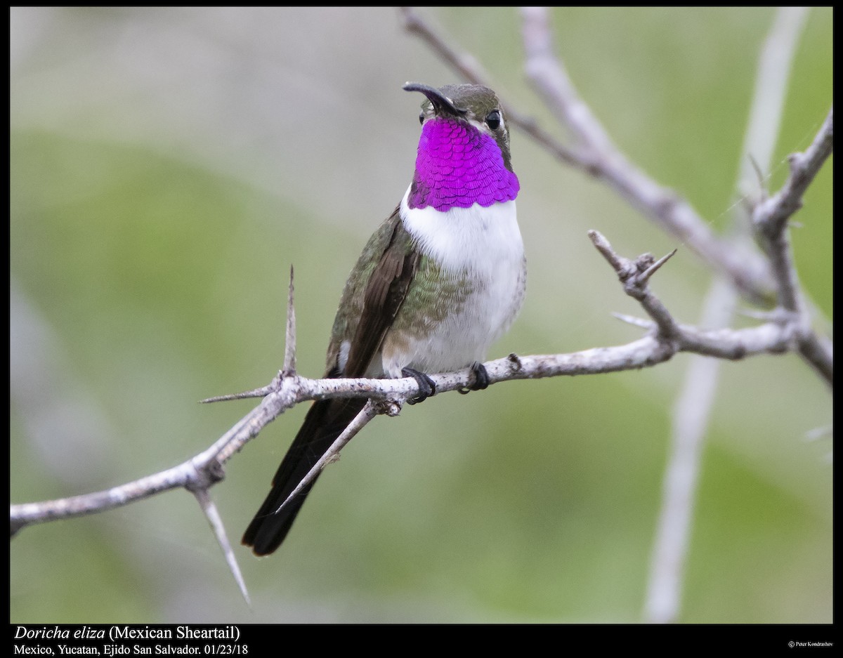 Mexican Sheartail - Peter Kondrashov