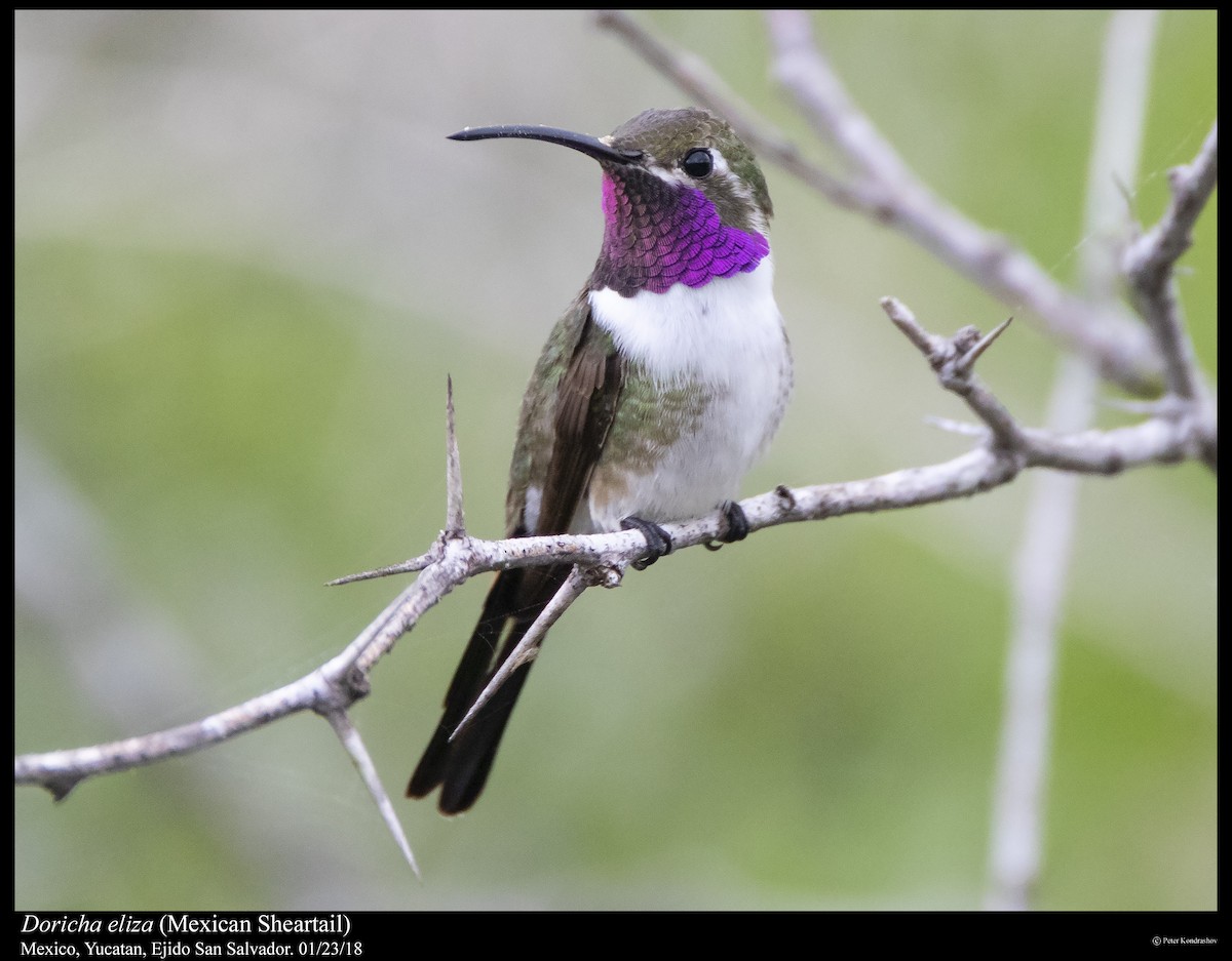 Mexican Sheartail - Peter Kondrashov