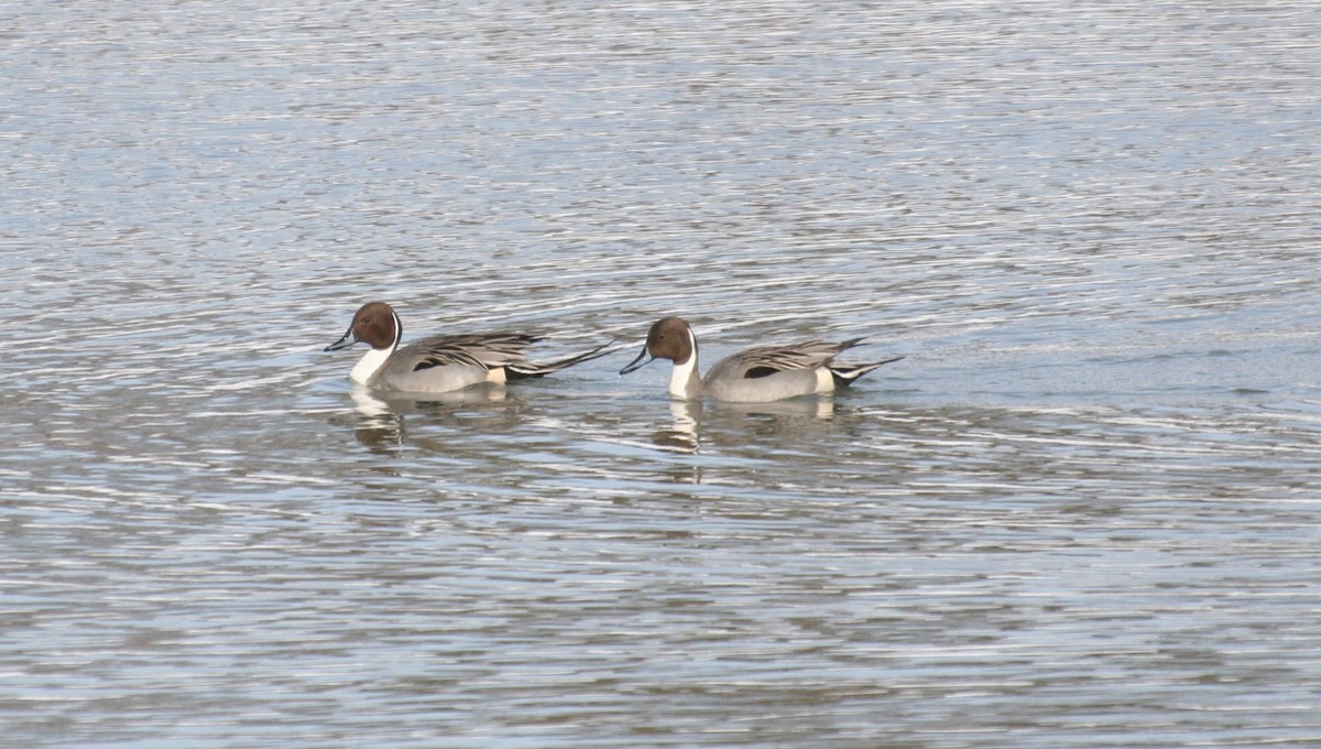 Northern Pintail - ML310344801